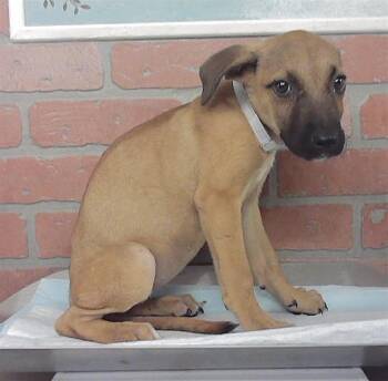 A2096944 -  Staffordshire Bull Terrier and Mixed Breed Dog for Adoption in Houston, Texas - A2096944 | PetCurious