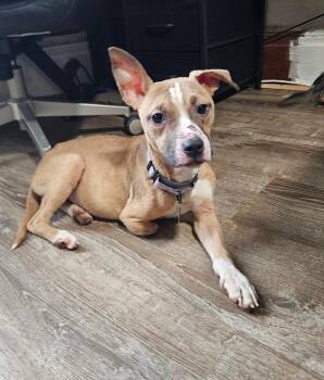 Pit Bull Terrier Dogs Available for Adoption - Patty | PetCurious