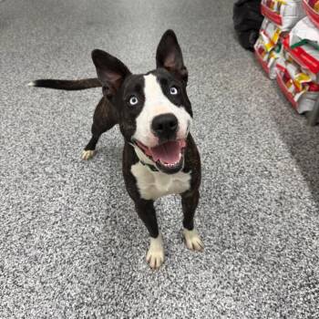 Gypsy -  Husky and Pit Bull Terrier Dog Available for Adoption in Fairmont, West Virginia - Gypsy | PetCurious