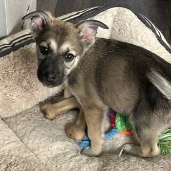 Polly -  Shepherd Dog for Adoption in Brockport, New York - Polly | PetCurious
