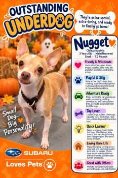 Nugget -  Chihuahua Dog for Adoption in Winter Haven, Florida - Nugget | PetCurious