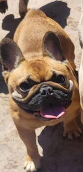 Fruita -  French Bulldog Dog for Adoption - Fruita | PetCurious