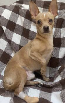 Rescue Chihuahua and Mixed Breed Dogs for Adoption in Tyler, Texas - Diego | PetCurious