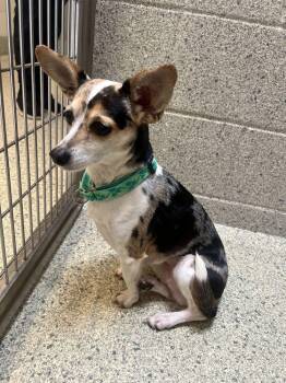 Clarabelle -  Chihuahua and Mixed Breed Dog for Adoption in Bowling Green, Ohio - Clarabelle | PetCurious