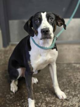 Rescue Mixed Breed Dogs for Adoption in New Berlin, Wisconsin - WREN    $425 | PetCurious