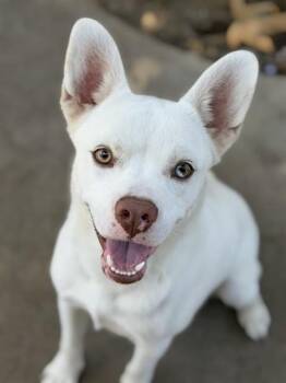 BOLT -  French Bulldog and Siberian Husky Dog for Adoption in Chula Vista, California - BOLT | PetCurious