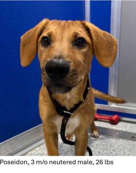 Poseidon -  Hound Dog for Adoption in Oswego, Illinois - Poseidon | PetCurious