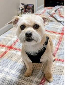 Bilbo -  Shih Tzu Dog for Adoption in Davis, California - Bilbo | PetCurious