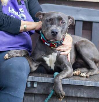 Odilia -  Mixed Breed Dog for Adoption in Chamblee, Georgia - Odilia | PetCurious