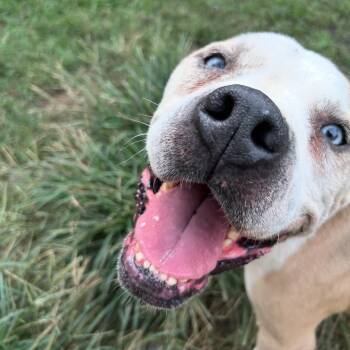 Rescue Pit Bull Terrier Dogs for Adoption in Pearland, Texas - Hobbes | PetCurious