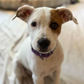 Australian Shepherd and Terrier Dogs Available for Adoption in Chatham, New Jersey - Speckles | PetCurious