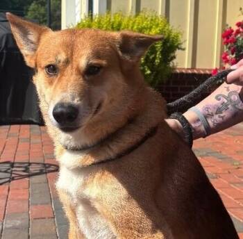 Jindo and Mixed Breed Dogs Available for Adoption in Disputanta, Virginia - Grumpy | PetCurious