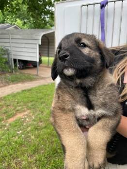 Anatolian Shepherd and Mixed Breed Dogs Available for Adoption in Oklahoma City, Oklahoma - A473637 | PetCurious
