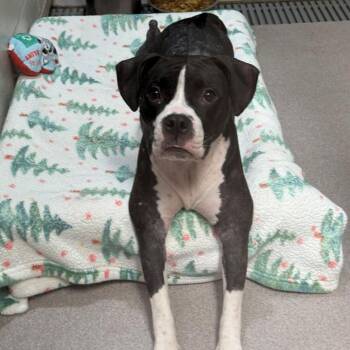 Daisy -  Mixed Breed Dog for Adoption in Branford, Connecticut - Daisy | PetCurious