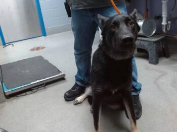 DAVID -  German Shepherd Dog and Mixed Breed Dog for Adoption in Albuquerque, New Mexico - DAVID | PetCurious