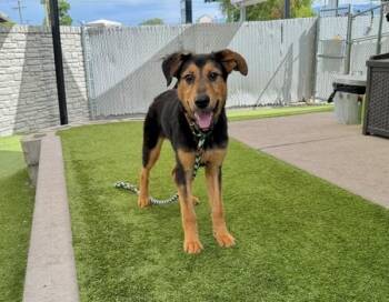 Chuy -  Rottweiler and Tibetan Mastiff Dog for Adoption in Salt Lake City, Utah - Chuy | PetCurious