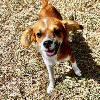 Lady -  Cavalier King Charles Spaniel and Cocker Spaniel Dog for Adoption in Austin, Texas - Lady | PetCurious