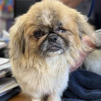 Pekingese Dogs Available for Adoption in Fresno, California - Muggsy | PetCurious