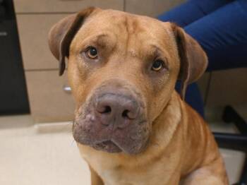 Ulysses -  Mastiff and Shar Pei Dog for Adoption in Portland, Oregon - Ulysses | PetCurious