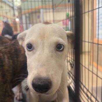 Petunia Jr. -  Mixed Breed Dog for Adoption in Winston-salem, North Carolina - Petunia Jr. | PetCurious