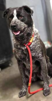 Sharon -  Australian Cattle Dog Blue Heeler and Pit Bull Terrier Dog for Adoption in Las Vegas, New Mexico - Sharon | PetCurious