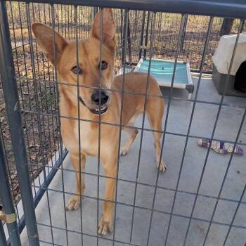 Rescue Shepherd and Mixed Breed Dogs for Adoption in Valley, Alabama - Conway | PetCurious