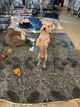 Rescue Miniature Schnauzer Dogs for Adoption in Boca Raton, Florida - Meeko 0260 | PetCurious