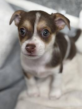 Linguine -  Chihuahua and Terrier Dog for Adoption in Cypress, California - Linguine | PetCurious