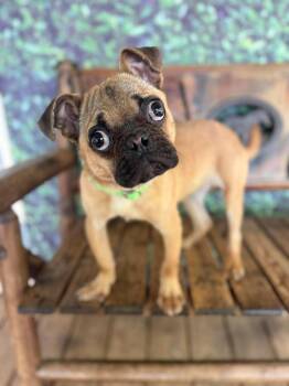 Punchbuggy -  Pug Dog for Adoption in Wayne, New Jersey - Punchbuggy | PetCurious