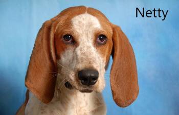 English Coonhound Dogs Available for Adoption in Mount Vernon, Ohio - Netty | PetCurious