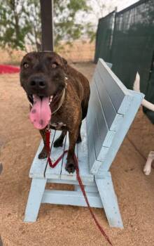 Rescue Pit Bull Terrier Dogs for Adoption in New Braunfels, Texas - Fonzie | PetCurious