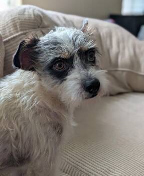 Wirehaired Terrier and Shih Tzu Dogs Available for Adoption in Pflugerville, Texas - Whiskey | PetCurious