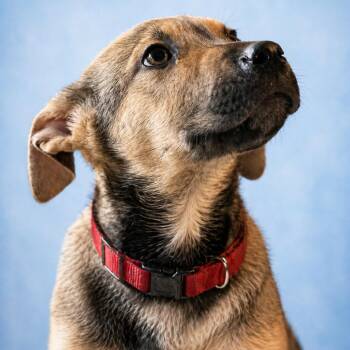 Mixed Breed Dogs Available for Adoption in Hagerstown, Maryland - Archie | PetCurious