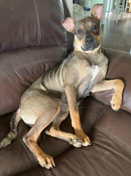 Beagle and Pit Bull Terrier Dogs Available for Adoption in Pelzer, South Carolina - Taffy | PetCurious