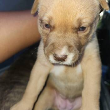 Shepherd Dogs Available for Adoption in Birmingham, Alabama - Babe | PetCurious