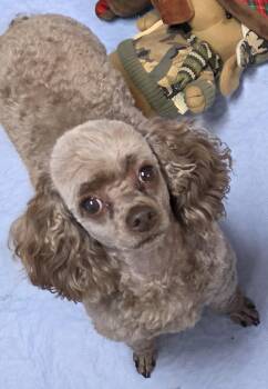Gunner -  Poodle Dog for Adoption in Momence, Illinois - Gunner | PetCurious