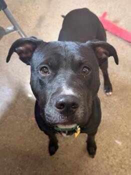 Pit Bull Terrier Dogs Available for Adoption in Cleveland, Ohio - Smolder | PetCurious
