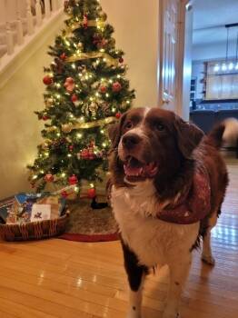 Rescue Newfoundland Dog Dogs for Adoption in Ledyard, Connecticut - Duchess | PetCurious