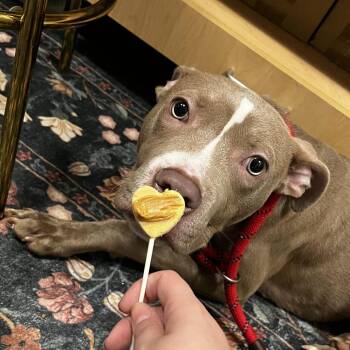 Buggy -  Pit Bull Terrier Dog for Adoption in Chicago, Illinois - Buggy | PetCurious