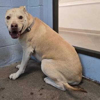 Shamad -  Mixed Breed Dog for Adoption in Green Valley, Arizona - Shamad | PetCurious