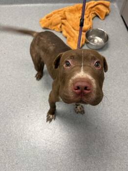 GENE -  Pit Bull Terrier and Mixed Breed Dog for Adoption in Indianapolis, Indiana - GENE | PetCurious