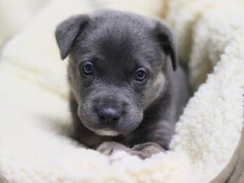 Rescue Mixed Breed Dogs for Adoption in Walla Walla, Washington - Ornament | PetCurious