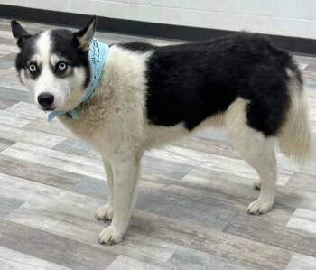 Shad -  Siberian Husky Dog for Adoption in Sumter, South Carolina - Shad | PetCurious