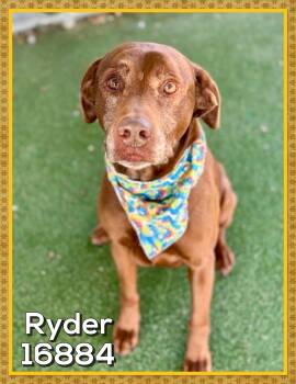 Chocolate Labrador Retriever Dogs Available for Adoption - RYDER | PetCurious