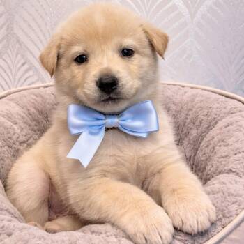 Husky and Chow Chow Dogs Available for Adoption - Dallas | PetCurious