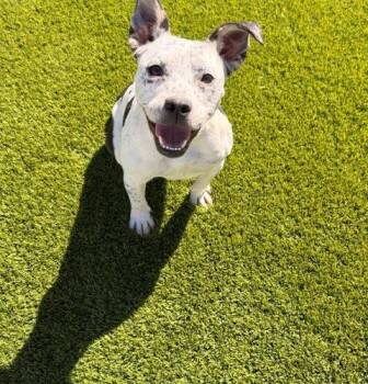 French Bulldog and Australian Cattle Dog Blue Heeler Dogs Available for Adoption - Panda | PetCurious