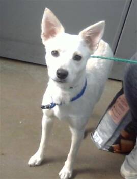 KIRA -  Mixed Breed Dog for Adoption in Dallas, Texas - KIRA | PetCurious
