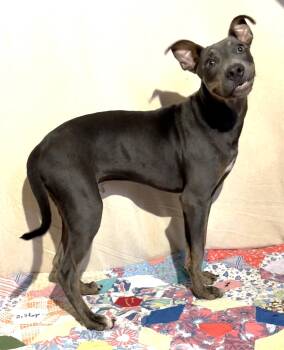 261341  Coleslaw -  Terrier Dog for Adoption in Wetumpka, Alabama - 261341  Coleslaw | PetCurious