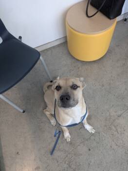 Rescue Pit Bull Terrier and Mixed Breed Dogs for Adoption in Fort Worth, Texas - Duke | PetCurious