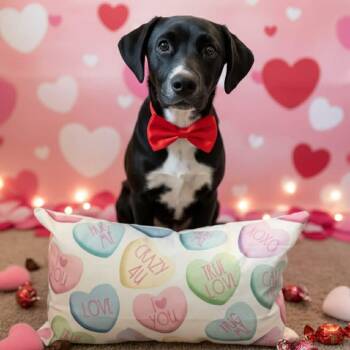 Mixed Breed Dogs Available for Adoption - Johnny | PetCurious